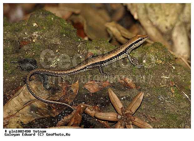 Sphenomorphus maculatus, ������, �����������, ��������������, �������, ��������, ��������, ��������������, ��������������, ��������, ��������, �������, �������, XYZ, ���������, ������, Scincidae, ������ �����, Sphenomorphus maculatus