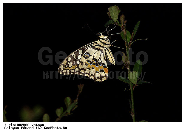 �������, �������, ��������������, �������, ���������, �������, ��������������, �������������, ��������������