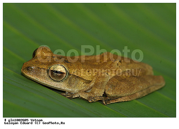 Polypedates leucomystax, ������� ��������, ��������, �������, ��������, �����������, �����������