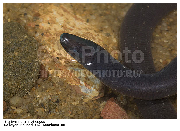 Ichthyophis sp, �������, ��������, �������