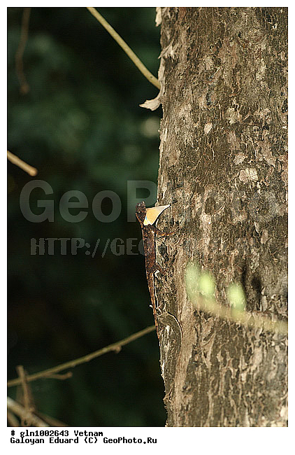 Draco macularis, ������, �����������, ��������������, �������, ��������, ��������, ��������������, ��������������, ��������, ��������, �������, �������, XYZ, ��������, Agamidae, ��������� ������� ������, Draco maculatus, Dracunculus maculatus