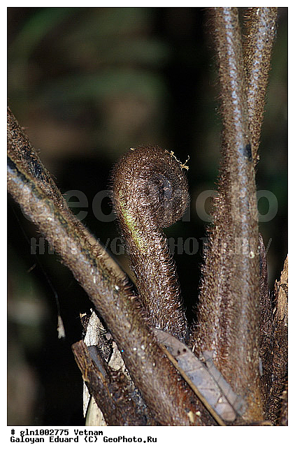 �������, �������, ���, ����