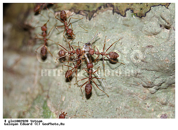 Oecophylla, �������-�������, ��������������, �������, �������, ���������, ��������������, �������������, ��������������