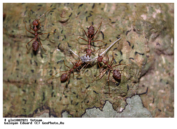 Oecophylla, �������-�������, ��������������, �������, �������, ���������, ��������������, �������������, ��������������