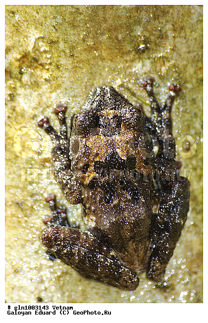 Theloderma stellatum, �������� ��������, ��������, �������, ��������, �����������, �����������, ��������, ��������, �����������, �����������, �������, �������, XYZ, ���������� �������, ���������, Rhacophoridae, ��������� ��������, �������� ��������, ��������� ���������, ��������� ���������, ���������� ���������, ���������� ��������, ������� �������, ��������� ����������, Theloderma stellatum