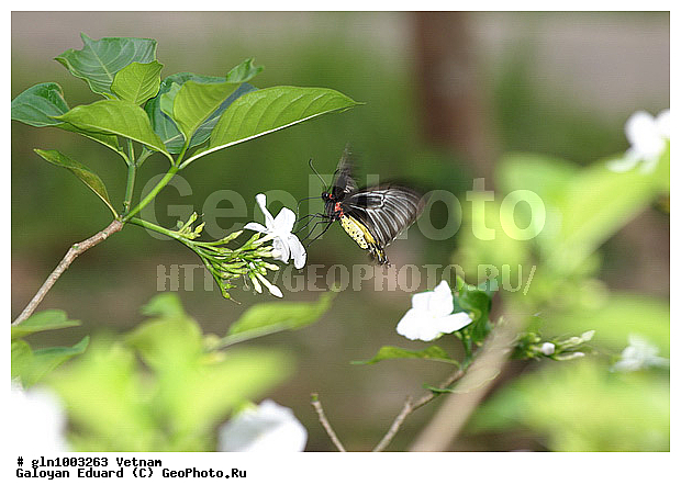 Troides helena, ����������� �����, �������, �������, ��������������, �������, ���������, ��������������, �������������, ��������������
