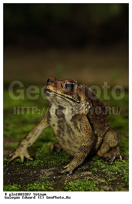 Bufo melanostictus, �������, ����, ��������, �����������, ��������� ����, �����������, ������������� ����, �������, ��������, ��������, �����������, �����������, �������, �������, XYZ, ����, ��������� ����, Bufonidae, ������������� ��������� ����, Duttaphrynus melanostictus, Bufo melanostictus