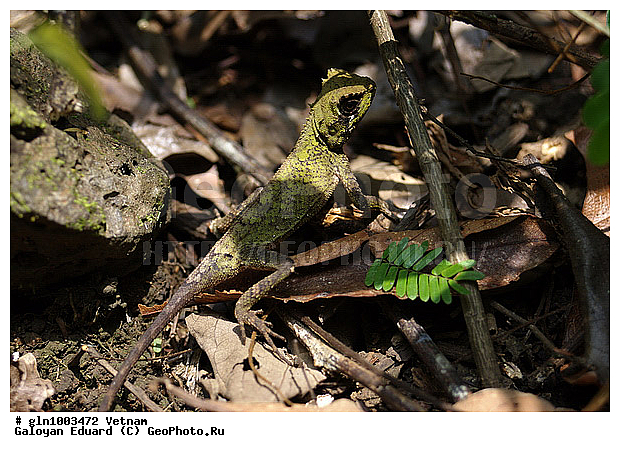 Acanthosaura coronata, �������, ��������������, ��������, �������, �������