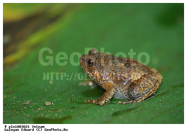 Caluella guttulata, ������������� ������ ������� ���������, �������, ��������, �����������, �������, �����������, �������, ��������, ��������, �����������, �����������, �������, �������, XYZ, ��������, �����������, Microhylidae, ������������� ������ ������� ���������, Caluella guttulata