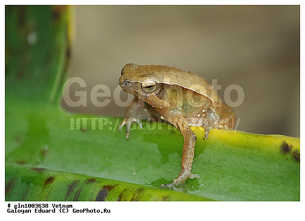 Kalophrynus interlineatus, �������, ��������, �����������, �����������, �������, �������, ��������, ��������, �����������, �����������, �������, �������, XYZ, ��������, �����������, Microhylidae, ���������� ����� �������, ��������� ����� �������, ���������� �������, Kaloula pulchra