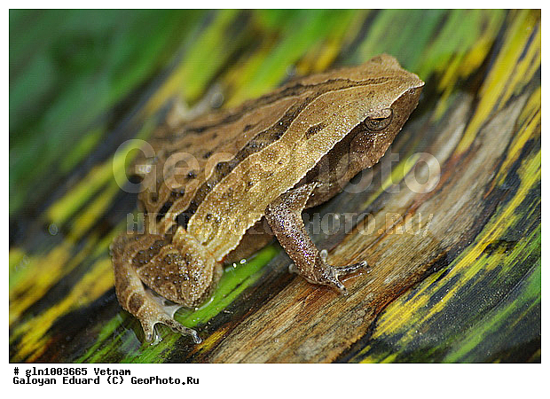 Kalophrynus interlineatus, �������, ��������, �����������, �����������, �������, �������, ��������, ��������, �����������, �����������, �������, �������, XYZ, ��������, �����������, Microhylidae, ���������� ����� �������, ��������� ����� �������, ���������� �������, Kaloula pulchra