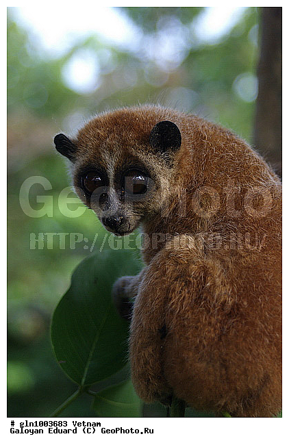 Nycticebus pygmaeus, ����� ������� ����, ����, �������������, �������