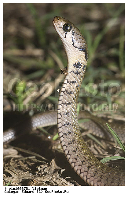 �������, ��������, ��������, ��������, ��������������, ��������������, ��������, ��������, ����, ����, XYZ, �����������, Colubridae, ��-������� ��������, Xenochrophis piscator, Hydrus piscator, Coluber bengalensis, Tropidonotus quincunciatus, Tropidonotus piscator, Amphiesma flavipunctatum