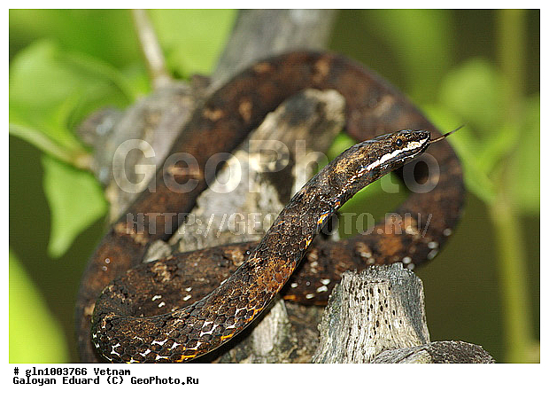 Psammodynastes pulverulentus, ������ ������ ������������, �����, ����, ������, �����������, ��������������, ��������, ��������, ��������������, ��������������, ��������, ��������, ����, ����, XYZ, �����������, Colubridae, ������ �������� ��, Psammodynastes pulverulentus, Psammophis pulverulenta, Dipsas ferruginea, Psammophis pulverulentus, Psammophis floresianus, Lycodon bairdii, Anisodon lilljeborgi, ��������, ��������, ��������������, ��������������, ��������, ��������, ����, ����, XYZ, �����������, Colubridae, ������ �������� ��, Psammodynastes pulverulentus, Psammophis pulverulenta, Dipsas ferruginea, Psammophis pulverulentus, Psammophis floresianus, Lycodon bairdii, Anisodon lilljeborgi