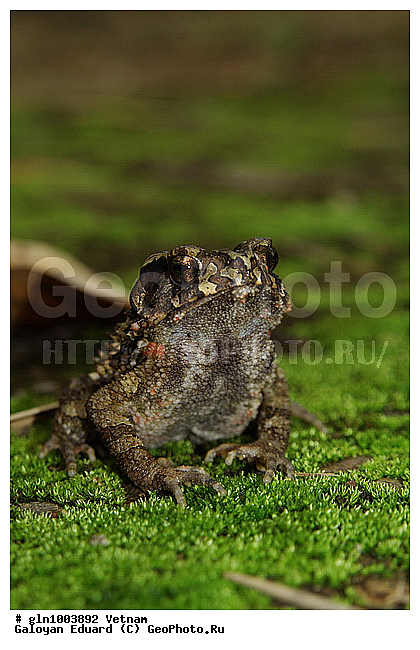 Bufo galeatus, �������, ������, ����, ��������, �����������, �����������, ��������, ��������, �����������, �����������, �������, �������, XYZ, ����, ��������� ����, Bufonidae, ����������� ������ ����, ������������ ����, ������ ������������ ����, Ingerophrynus galeatus, Bufo galeatus