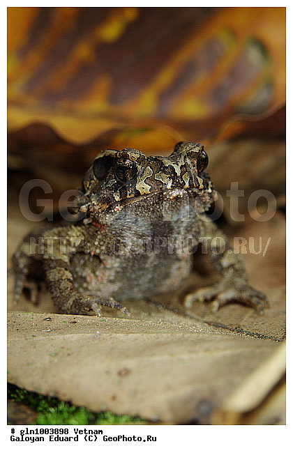 Bufo galeatus, �������, ������, ����, ��������, �����������, �����������, ��������, ��������, �����������, �����������, �������, �������, XYZ, ����, ��������� ����, Bufonidae, ����������� ������ ����, ������������ ����, ������ ������������ ����, Ingerophrynus galeatus, Bufo galeatus
