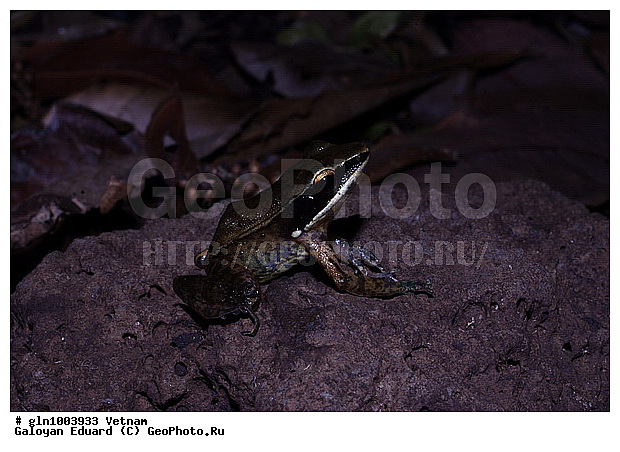 Rana erythrea, �������, ��������, �����������, �������, �����������, ��������, ��������, �����������, �����������, �������, �������, XYZ, ��������� �������, Ranidae, ���������� �������, Hylarana erythraea, Hyla erythraea, Rana erythraea, �������, ��������, ��������, �����������, �����������, �������, �������, XYZ, ��������� �������, Ranidae, ���������� �������, Hylarana erythraea, Hyla erythraea, Rana erythraea, �������