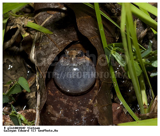 �������, ��������