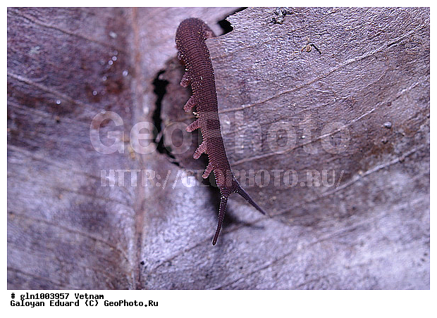 Onichophora, ��������������, �������, �����������������