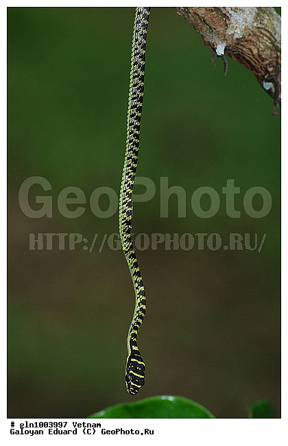 Chrysopelea ornata, �������, ����, ���� ����������, �����������, ��������������, ��������, ��������, ��������, ��������������, ��������������, ��������, ��������, ����, ����, XYZ, �����������, Colubridae, ������������ ���������� ����, ���������� ��������� ��, �������� ����, Chrysopelea ornata