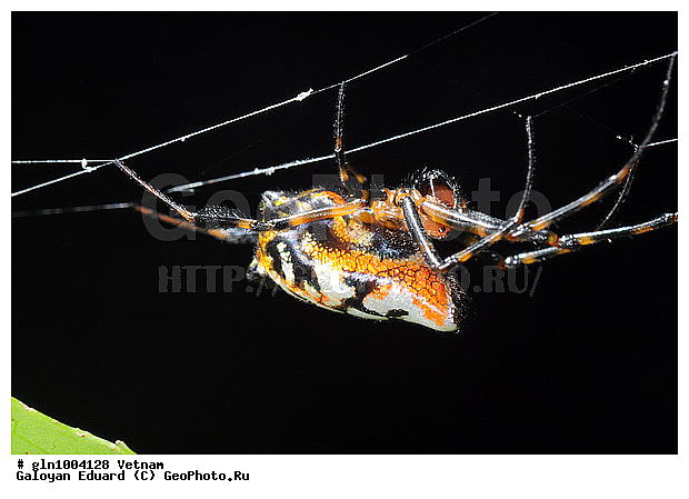 ��������������, �������, ����, �������