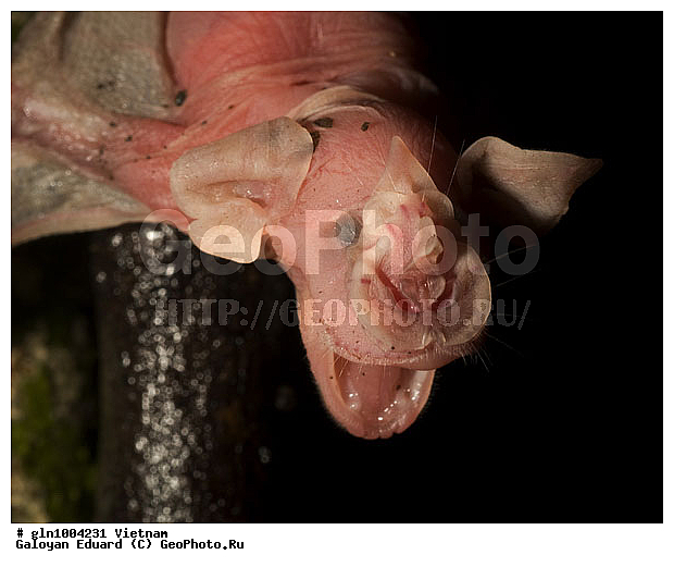 �������, ��������