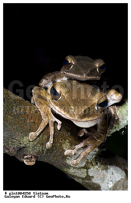 �������, ��������