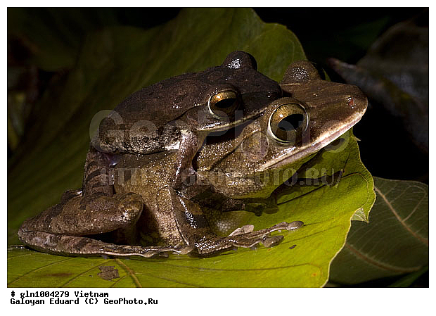 �������, ��������