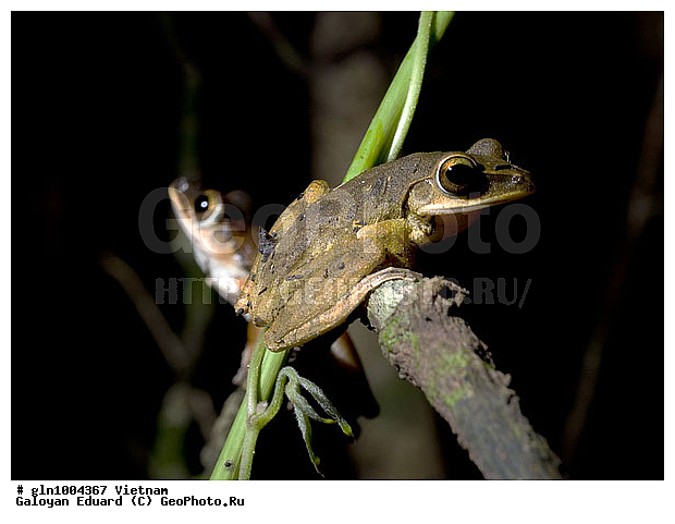 �������, ��������