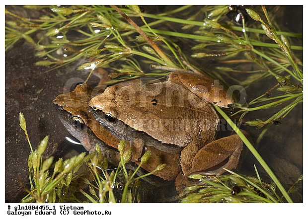 �������, ��������