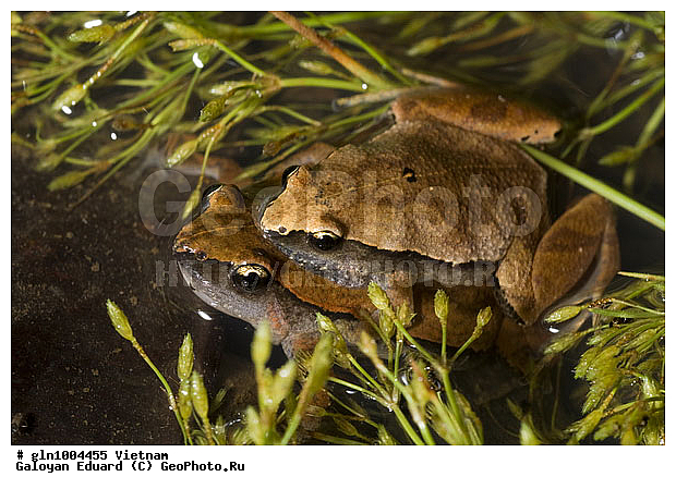 �������, ��������