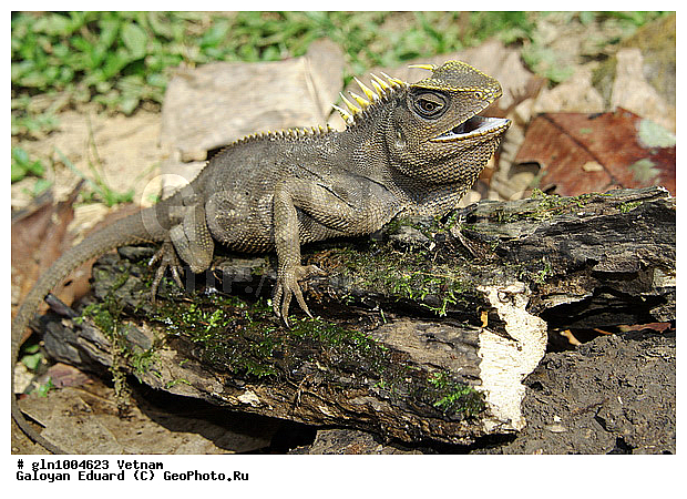 Acanthosaura capra, ���������� ������, �������, ��������������, ��������, �������, ��������, ��������, ��������������, ��������������, ��������, ��������, �������, �������, XYZ, ��������, Agamidae, ������ ������������ �������, ������ ����������, ������� ������������ �������, ������� ����������, ������ ����������, Acanthosaura capra, Goniocephalus capra, ��������, ��������, ��������������, ��������������, ��������, ��������, �������, �������, XYZ, ��������, Agamidae, ������ ������������ �������, ������ ����������, ������� ������������ �������, ������� ����������, ������ ����������, Acanthosaura capra, Goniocephalus capra