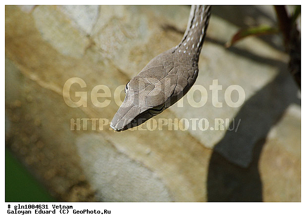 Ahaetulla prasina, �������, ����������� ���� �������, ����, ��������������, ��������, ��������, ��������, ��������������, ��������������, ��������, ��������, ����, ����, XYZ, �����������, Colubridae, ����������-������ ����������, ����������-������ ����������, Ahaetulla prasina, Coluber nasutus, Coluber mycterizans, Dryophis prasinus, Dryophis prasina, Tragops xanthozonius, Tragops prasinus, Dryophis prasinus flavescens, Dryophis prasinus chinensis, Passerita prasina, Tragops prasinus, Dryinus prasinus, Dryophis xanthozona, Dryophis preocularis