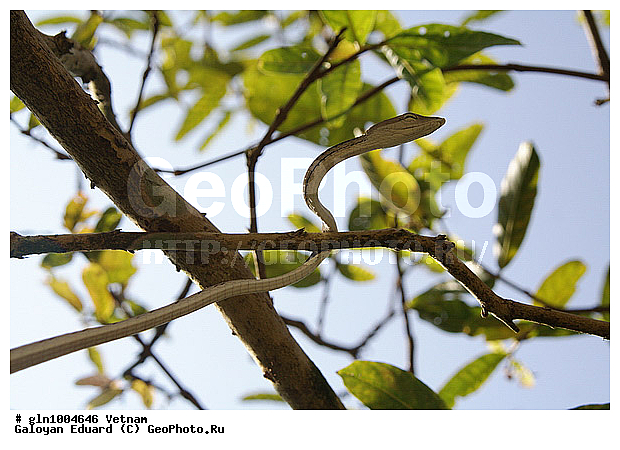 Ahaetulla prasina, �������, ����������� ���� �������, �����, ����, ������, ��������������, ��������, ��������, ��������, ��������������, ��������������, ��������, ��������, ����, ����, XYZ, �����������, Colubridae, ����������-������ ����������, ����������-������ ����������, Ahaetulla prasina, Coluber nasutus, Coluber mycterizans, Dryophis prasinus, Dryophis prasina, Tragops xanthozonius, Tragops prasinus, Dryophis prasinus flavescens, Dryophis prasinus chinensis, Passerita prasina, Tragops prasinus, Dryinus prasinus, Dryophis xanthozona, Dryophis preocularis