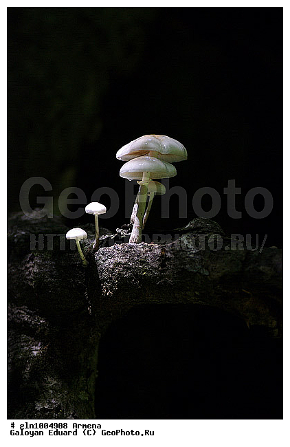 �������, ����, ����, �����