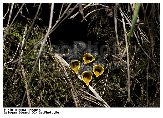 Phylloscopus trochiloides, �������, ������� �������, ��������, ��������, �����, �����, ��������, �����������, XYZ, ���������, Sylviidae, ����������, Phylloscopidae, ������ �������, ������� �������, Seicercus trochiloides