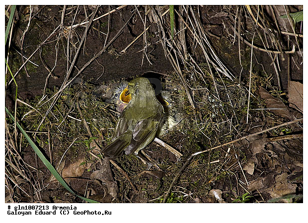 Phylloscopus trochiloides, �������, ������� �������, ��������, ��������, �����, �����, ��������, �����������, XYZ, ���������, Sylviidae, ����������, Phylloscopidae, ������ �������, ������� �������, Seicercus trochiloides