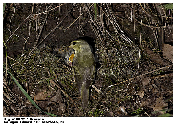 Phylloscopus trochiloides, �������, ������� �������, ��������, ��������, �����, �����, ��������, �����������, XYZ, ���������, Sylviidae, ����������, Phylloscopidae, ������ �������, ������� �������, Seicercus trochiloides