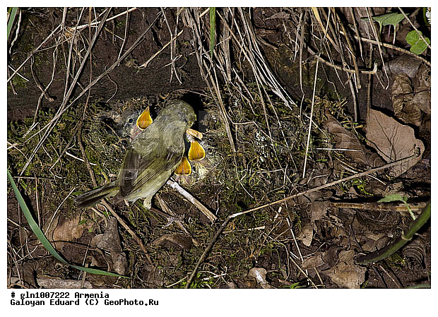 Phylloscopus trochiloides, �������, ������� �������, ��������, ��������, �����, �����, ��������, �����������, XYZ, ���������, Sylviidae, ����������, Phylloscopidae, ������ �������, ������� �������, Seicercus trochiloides