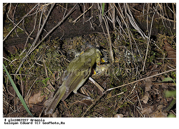 Phylloscopus trochiloides, �������, ������� �������, ��������, ��������, �����, �����, ��������, �����������, XYZ, ���������, Sylviidae, ����������, Phylloscopidae, ������ �������, ������� �������, Seicercus trochiloides