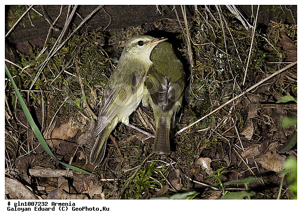 Phylloscopus trochiloides, �������, ������� �������, ��������, ��������, �����, �����, ��������, �����������, XYZ, ���������, Sylviidae, ����������, Phylloscopidae, ������ �������, ������� �������, Seicercus trochiloides