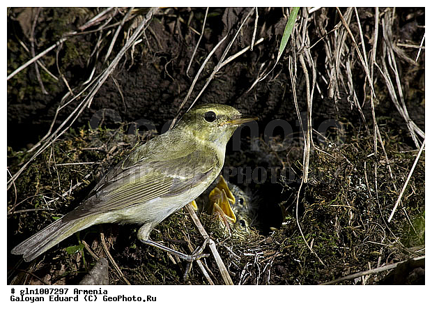 Phylloscopus trochiloides, �������, ������� �������, ��������, ��������, �����, �����, ��������, �����������, XYZ, ���������, Sylviidae, ����������, Phylloscopidae, ������ �������, ������� �������, Seicercus trochiloides