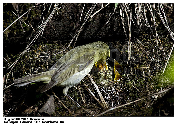 Phylloscopus trochiloides, �������, ������� �������, ��������, ��������, �����, �����, ��������, �����������, XYZ, ���������, Sylviidae, ����������, Phylloscopidae, ������ �������, ������� �������, Seicercus trochiloides