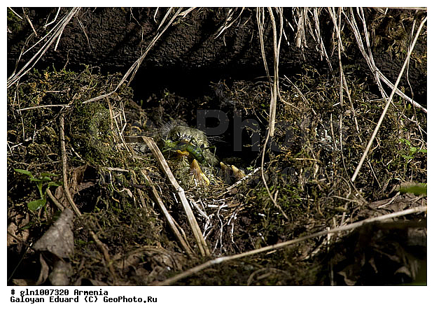 Phylloscopus trochiloides, �������, ������� �������, ��������, ��������, �����, �����, ��������, �����������, XYZ, ���������, Sylviidae, ����������, Phylloscopidae, ������ �������, ������� �������, Seicercus trochiloides