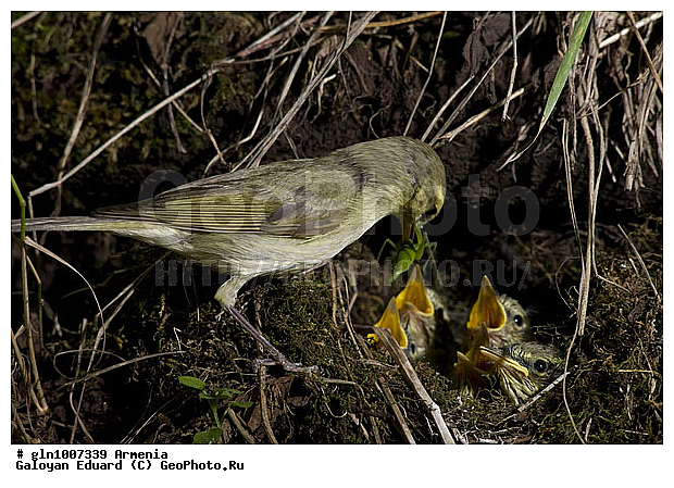 Phylloscopus trochiloides, �������, ������� �������, ��������, ��������, �����, �����, ��������, �����������, XYZ, ���������, Sylviidae, ����������, Phylloscopidae, ������ �������, ������� �������, Seicercus trochiloides