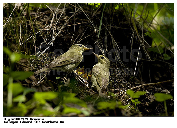 Phylloscopus trochiloides, �������, ������� �������, ��������, ��������, �����, �����, ��������, �����������, XYZ, ���������, Sylviidae, ����������, Phylloscopidae, ������ �������, ������� �������, Seicercus trochiloides
