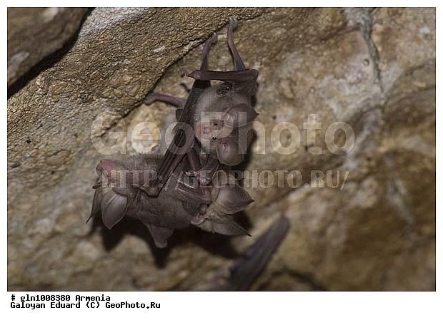 �������, ��������