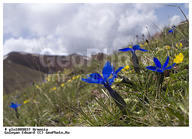 ������, �������