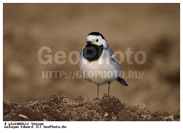 Motacilla alba, ����� ����������, �����������, �����, �����, �����, �����, XYZ, �������������, Motacillidae