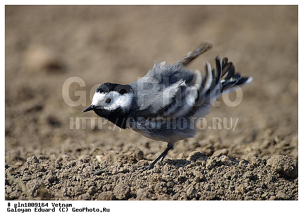 Motacilla alba, ����� ����������, �����������, �����, �����, �����, �����, XYZ, �������������, Motacillidae
